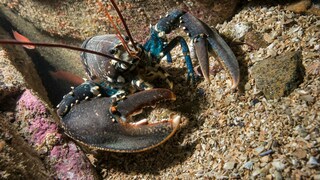 Ein Europäischer Hummer im Meer