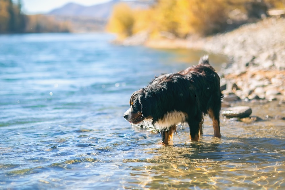 Hund steht im Flussbett