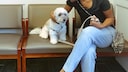 Hund mit Angst im Wartezimmer vom Tierarzt
