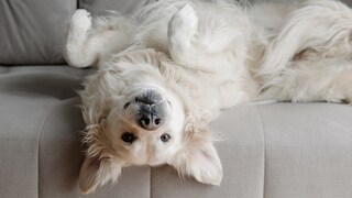 Großer weißer Retriever liegt kopfüber auf dem Sofa