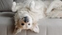 Gro&szlig;er wei&szlig;er Retriever liegt kopf&uuml;ber auf dem Sofa