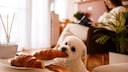 Ein kleiner Hund stibizt ein Croissant vom Tisch
