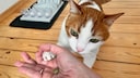 Remo schneidet beim &bdquo;Katzen-IQ-Test&ldquo; nicht besonders gut ab