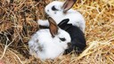 Drei Zwergkaninchen auf Stroh