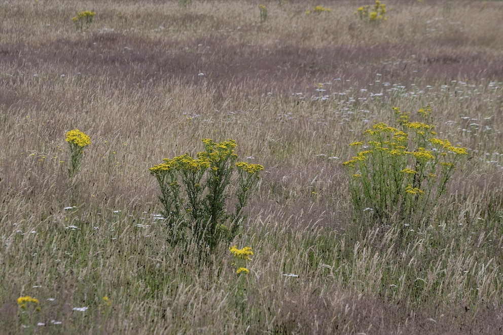 Jakobskreuzkraut mit gelben Bl&uuml;ten auf einer Wiese