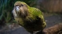 Kākāpō in seinem nat&uuml;rlichen Habitat