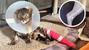 Kater Nando mit verbundenem Bein und Halskragen