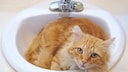 Orange Katze liegt im Waschbecken.
