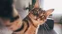 Katze macht ein Selfie