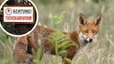 Laut einer Studie steigen die Fuchsbandwurm-Fallzahlen in Europa