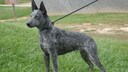 Um ein Haar w&auml;re der Australian Stumpy Tail Cattle Dog ausgestorben