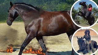 Filmpferd Capi kann mit seinen 16 Jahren auf eine beeindruckende Karriere beim Film zurückblicken