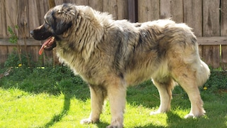 Der Šarplaninac ist ein Herdenschutzhund mit starken Prinzipien