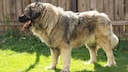 Der &Scaron;arplaninac ist ein Herdenschutzhund mit starken Prinzipien