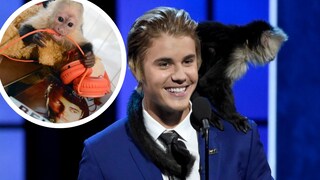 Einst lebte Äffchen Mally an der Seite von Justin Bieber ein wahres Promi-Leben – heute lebt er in einem deutschen Zoo.