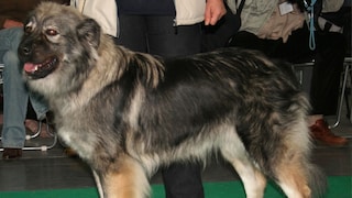 Der Karst-Schäferhund ist ein uralter Herdenschutzhund mit slowenischen Wurzeln