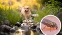 Labrador läuft durch einen kleinen Bach
