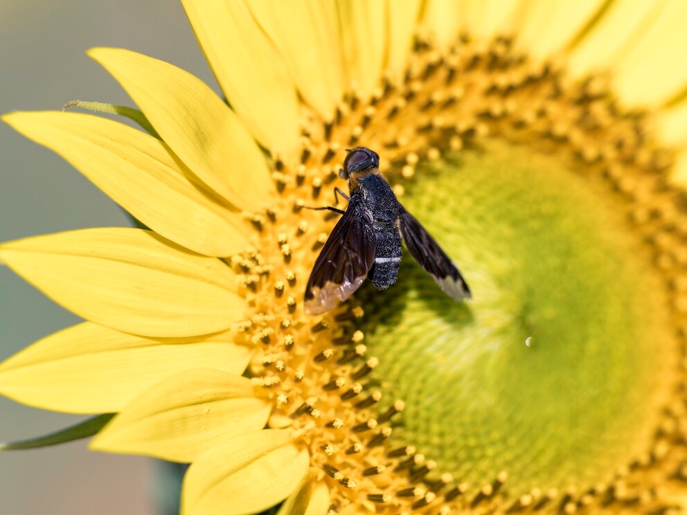 Black fly on sunflower
