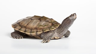 Landkarten-Höckerschildkröte (Freisteller)
