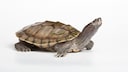 Landkarten-H&ouml;ckerschildkr&ouml;te (Freisteller)