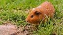 Meerschweinchen sitzt auf der Wiese und frisst Gras