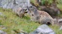 Zwei Murmeltiere im Nationalpark Hohe Tauern