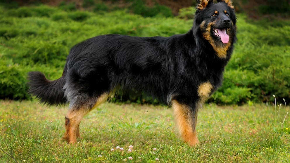 Chodský pes oder Böhmischer Schäferhund auf einer Wiese
