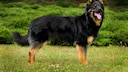 Chodský pes oder Böhmischer Schäferhund auf einer Wiese