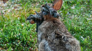 Florida-Waldkaninchen (Sylvilagus floridanus) infiziert mit dem Shope-Papilloma-Virus