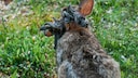 Florida-Waldkaninchen (Sylvilagus floridanus) infiziert mit dem Shope-Papilloma-Virus