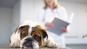 Kranke Bulldogge beim Tierarzt