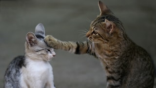 Rangfolge bei Katzen: Eine Katze packt ihre Pfote auf den Kopf einer anderen, jüngeren Katze