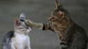 Rangfolge bei Katzen: Eine Katze packt ihre Pfote auf den Kopf einer anderen, jüngeren Katze