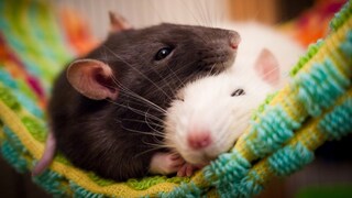 Ratten kuscheln sich in einer Hängematte zusammen