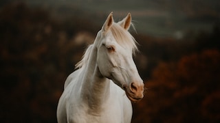 Weißes Pferd in der Abendsonne