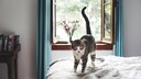 Katze mit erhobenem Schwanz l&auml;uft &uuml;ber ein Bett