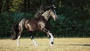 Schwarzes Shire Horse galoppierend auf einer Wiese