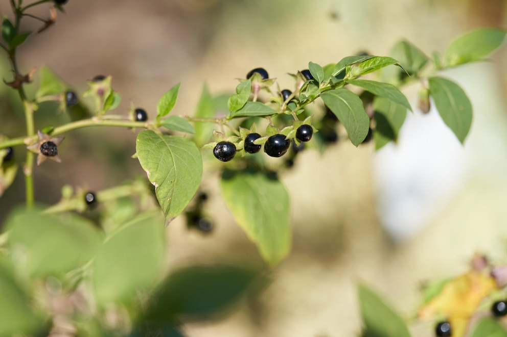 Tollkirschen Zweig mit dunklen Beeren