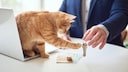 Katze sitzt auf dem Tisch beim Vermieter und spielt mit Wohnungsschl&uuml;sseln