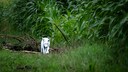 Wei&szlig;er Fuchs im Landkreis M&uuml;nchen