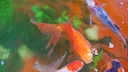 Goldfische mit Wei&szlig;p&uuml;nktchenkrankheit