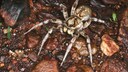 Wolfsspinne (Lycosidae)