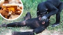 Affe liegt auf dem Boden, anderer Affe lehnt sich &uuml;ber ihn. Bier oben links reingeschnitten