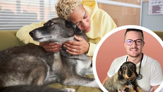 Angsthund beim Tierarzt mit Experten