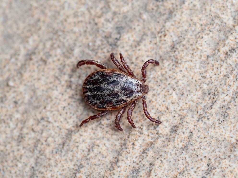 Meadow tick on a wall