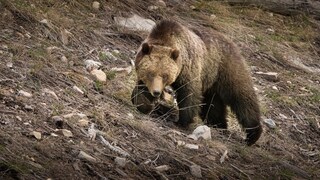 Ein Braunbär in einem trockenen Waldgebiet