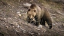 Ein Braunbär in einem trockenen Waldgebiet