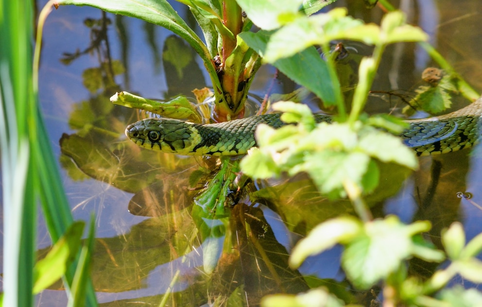Barrenringelnatter (Natrix natrix helvetica) in Wasser
