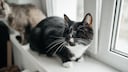 Blinde Katze ohne Augen