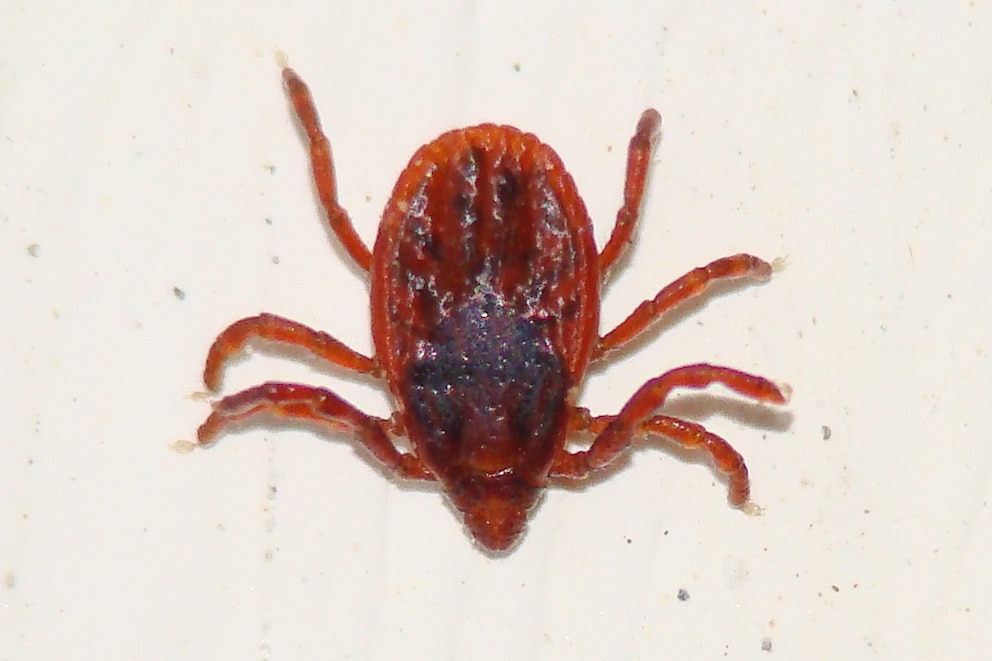 Braune Hundezecke (Rhipicephalus sanguineus)